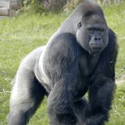 Baboonboy